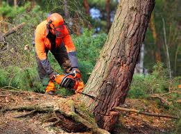 Best Arborist Consultation Services  in Westmoreland, TN