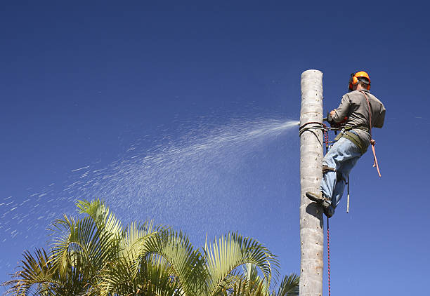 Leaf Removal in Westmoreland, TN