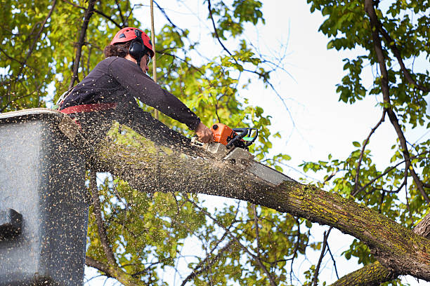 Best Lawn Disease Treatment  in Westmoreland, TN