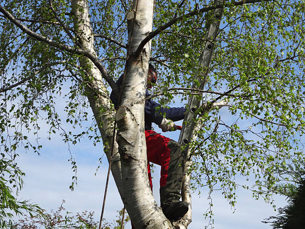Best Root Management and Removal  in Westmoreland, TN