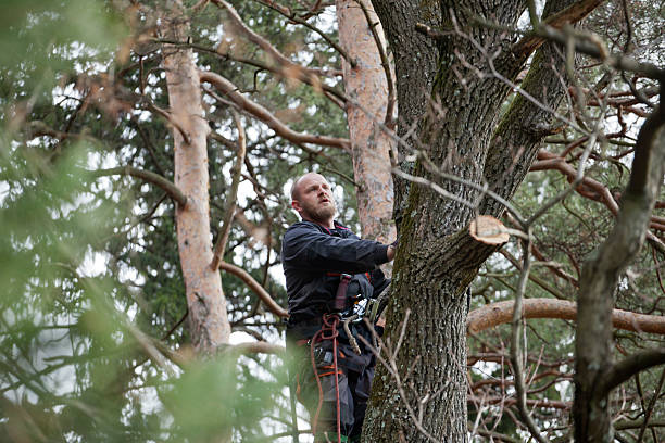 How Our Tree Care Process Works  in  Westmoreland, TN