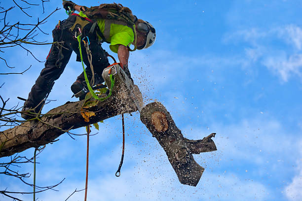 Best Pest Control for Lawns  in Westmoreland, TN