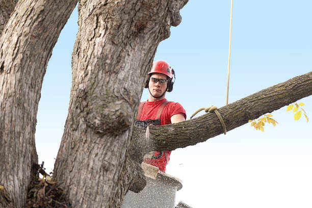 Westmoreland, TN Tree Care Company